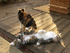 神社猫124