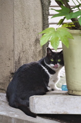 通りすがり猫168