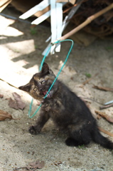 尾道猫71