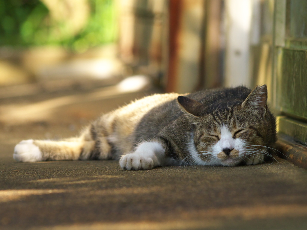 公園猫135