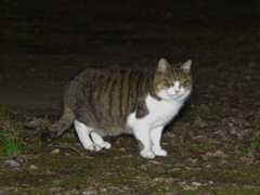 公園猫122