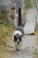 遺跡猫7