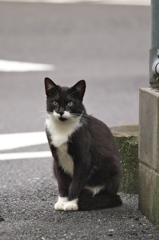通りすがり猫225