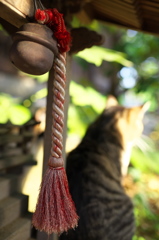 神社猫139