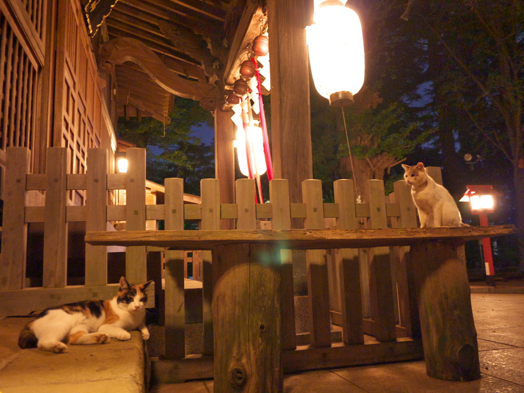 神社猫92