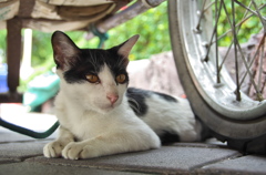 アジア猫30