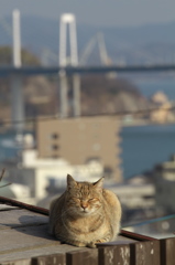 尾道猫47