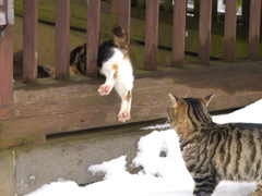 神社猫156