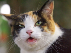 神社猫154