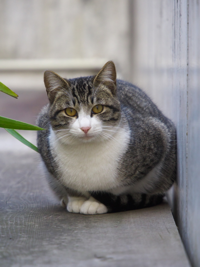 通りすがり猫234