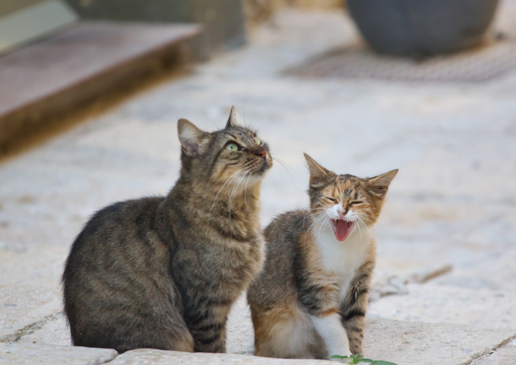 地中海猫36