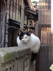 通りすがり猫172