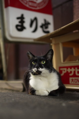 通りすがり猫164