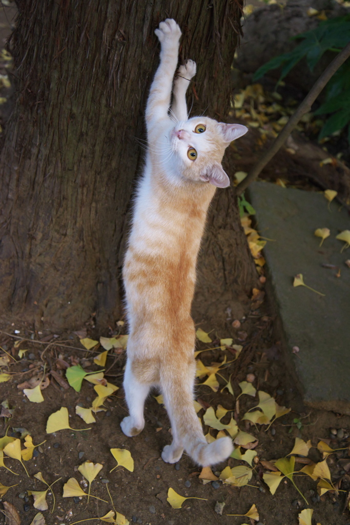神社猫113