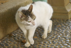 神社猫78