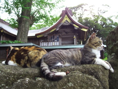 神社猫145