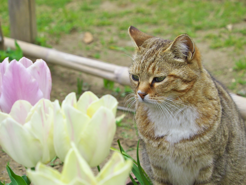 公園猫109