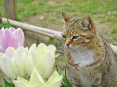 公園猫109