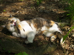 公園猫83