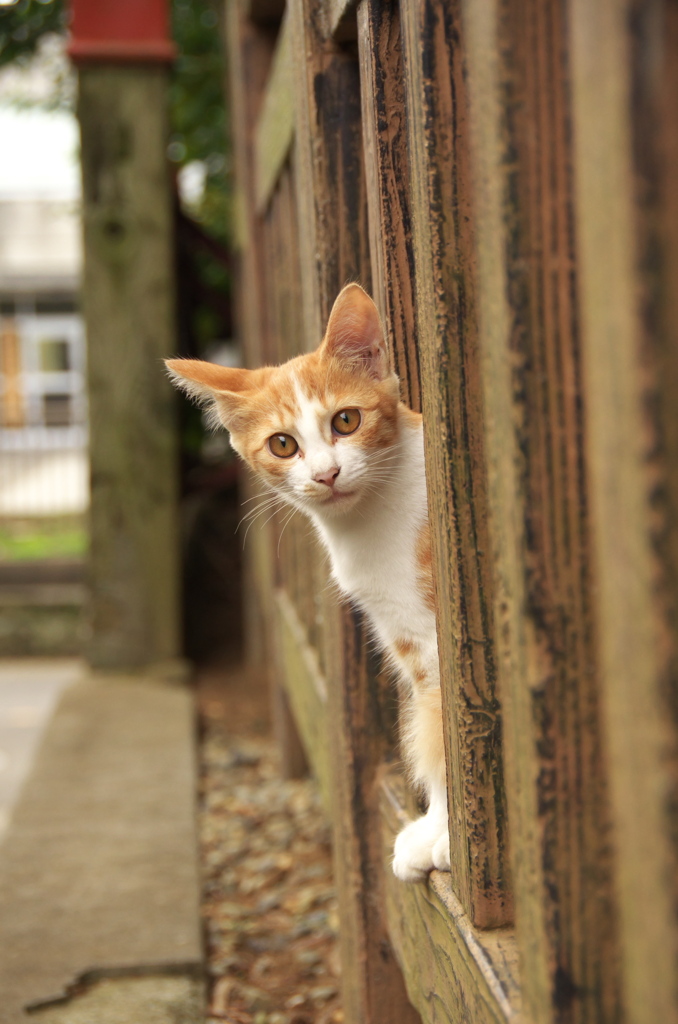 神社猫24