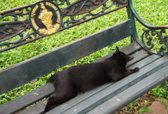 アジア猫22