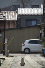 通りすがり猫67