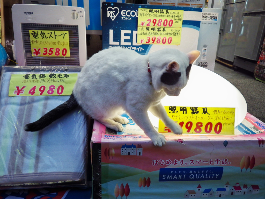 通りすがり猫172