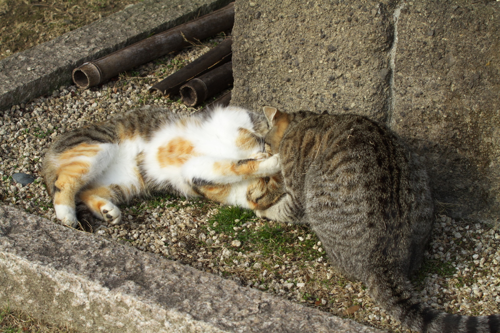 尾道猫65
