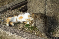 尾道猫65