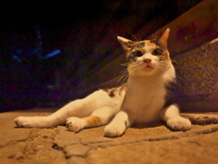 神社猫91