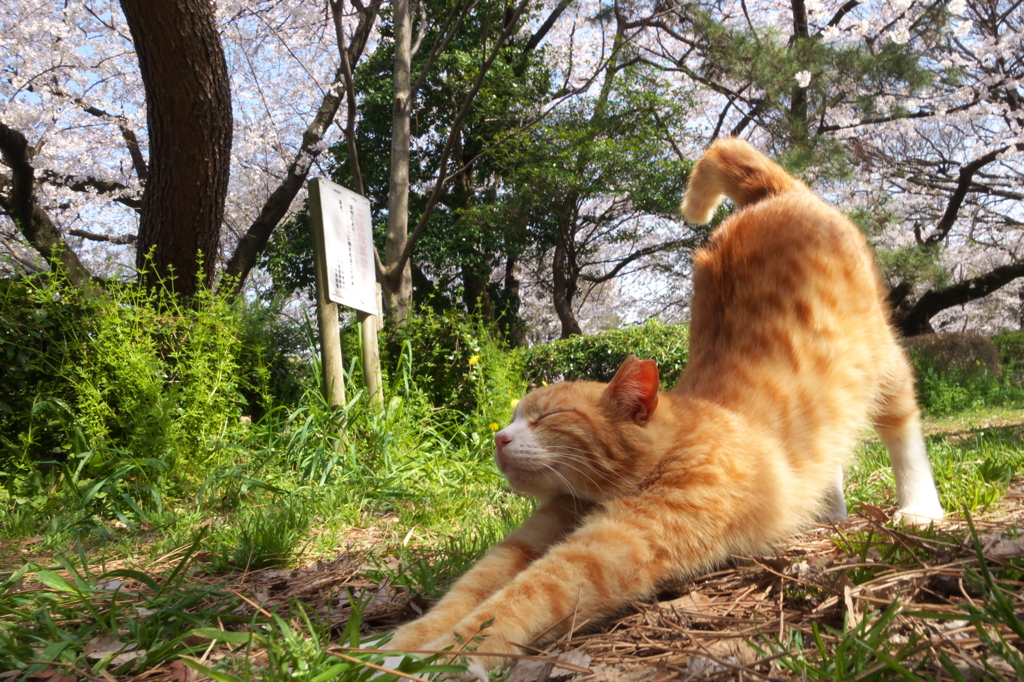 通りすがり猫158