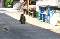 通りすがり猫258