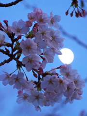 夜桜