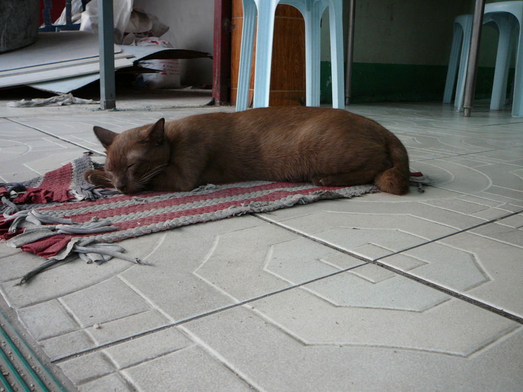 アジア猫9
