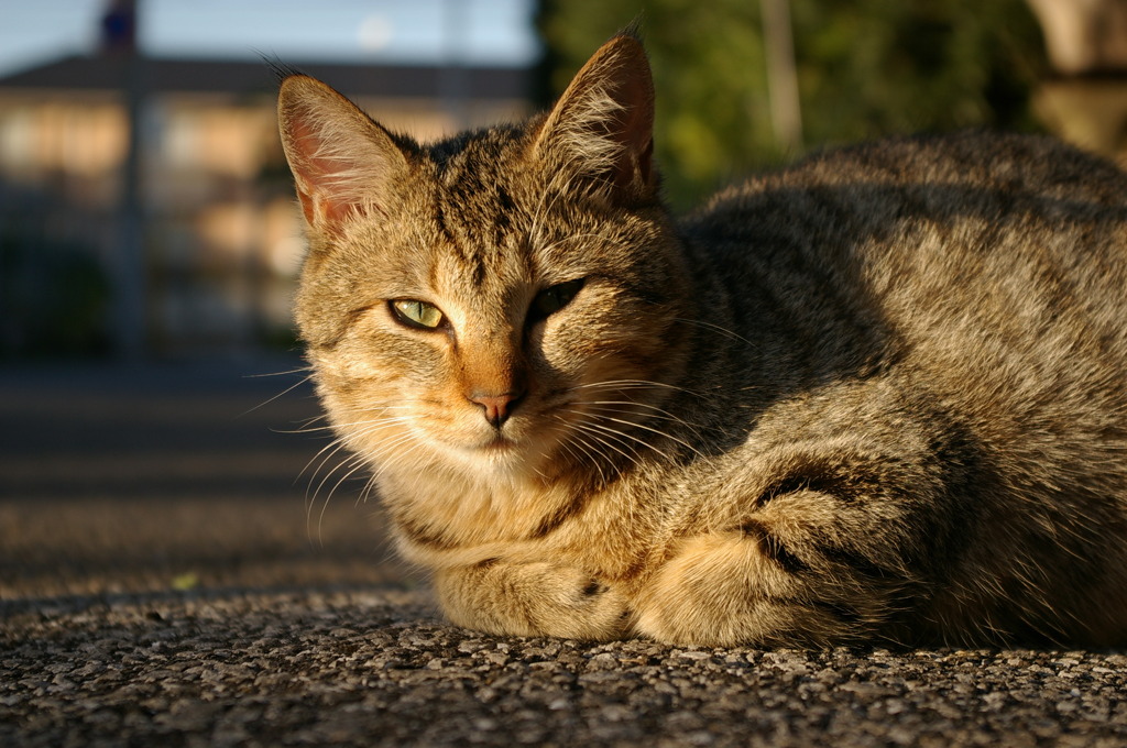 通りすがり猫24