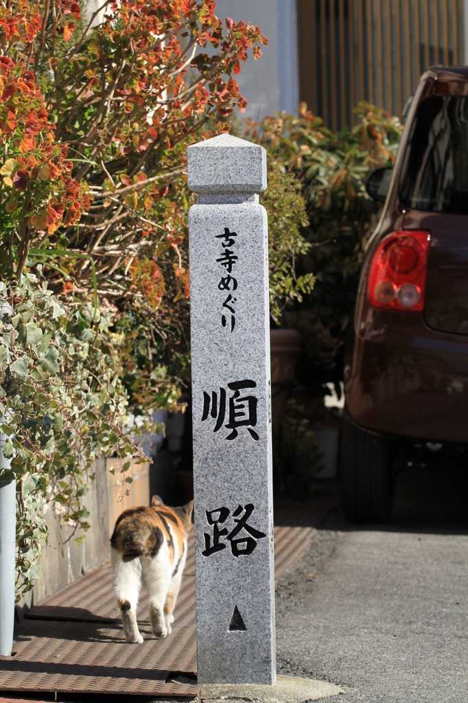 尾道猫3