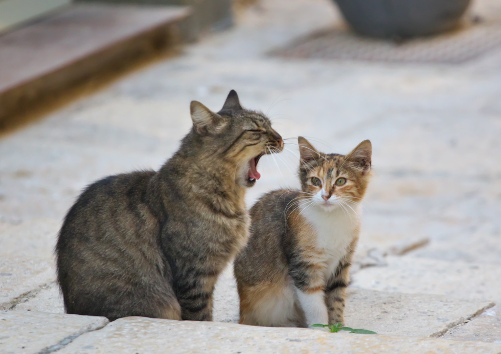 地中海猫37
