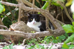 南の島猫47
