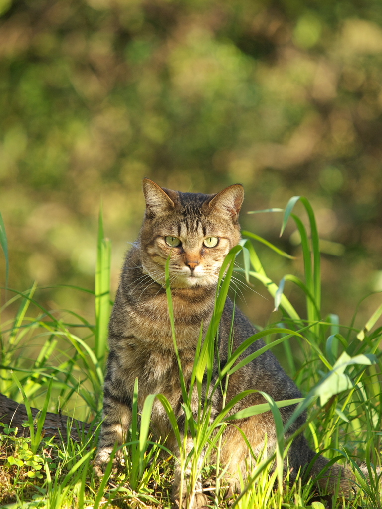 S公園猫44
