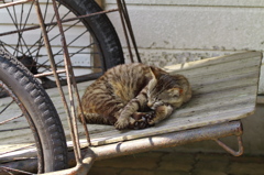 猫島猫08