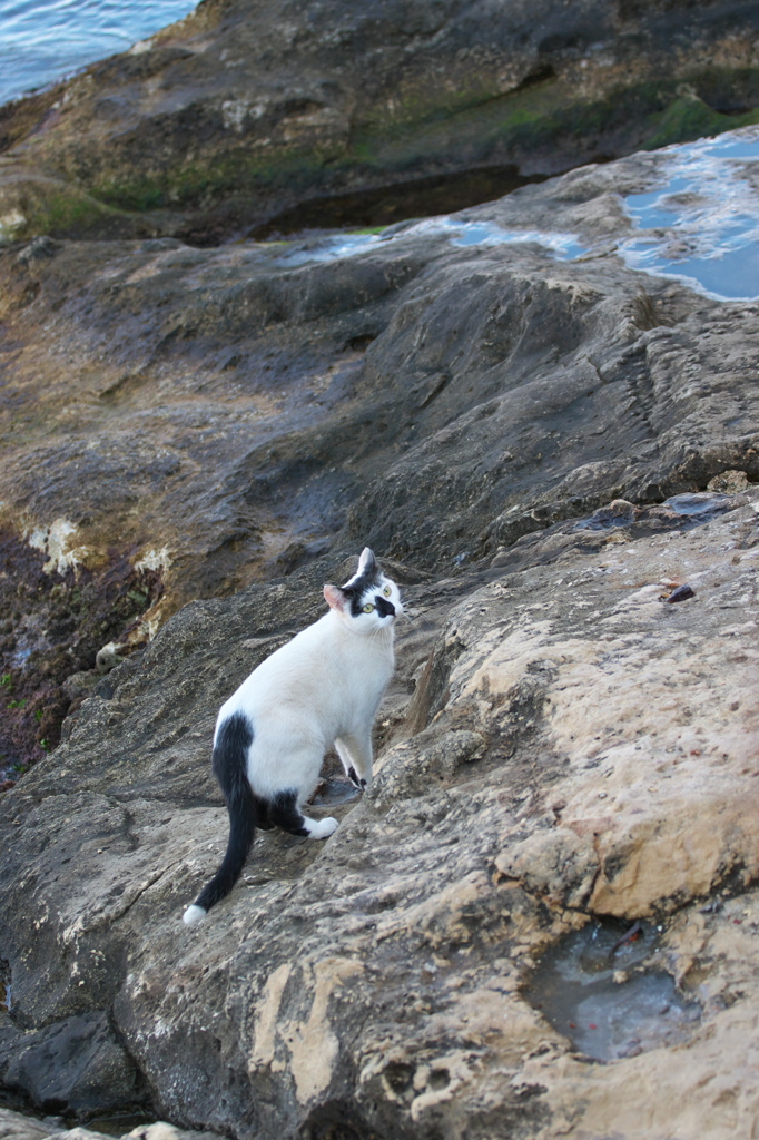 地中海猫46