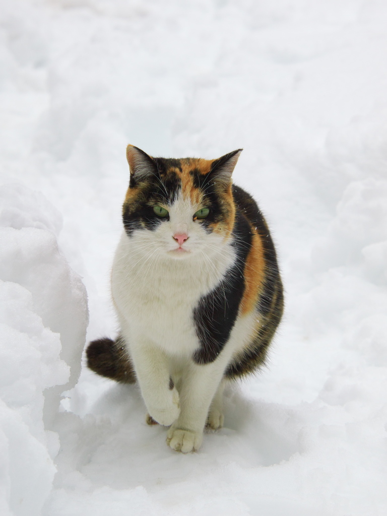 神社猫133