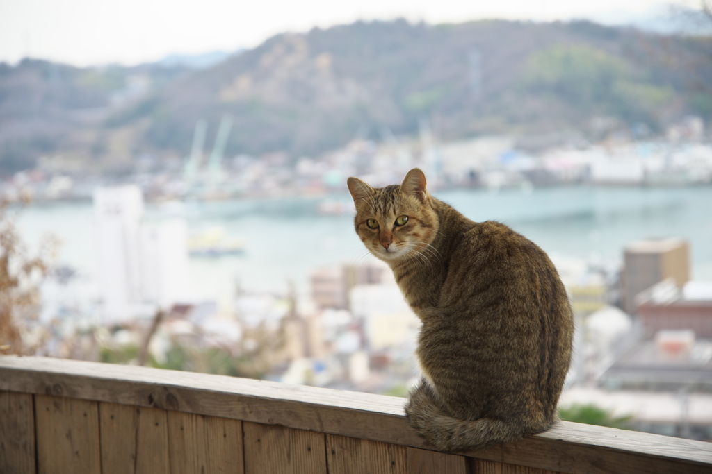 尾道猫27