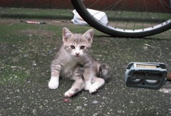 通りすがり猫129