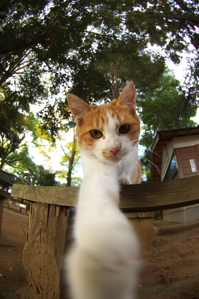 神社猫33