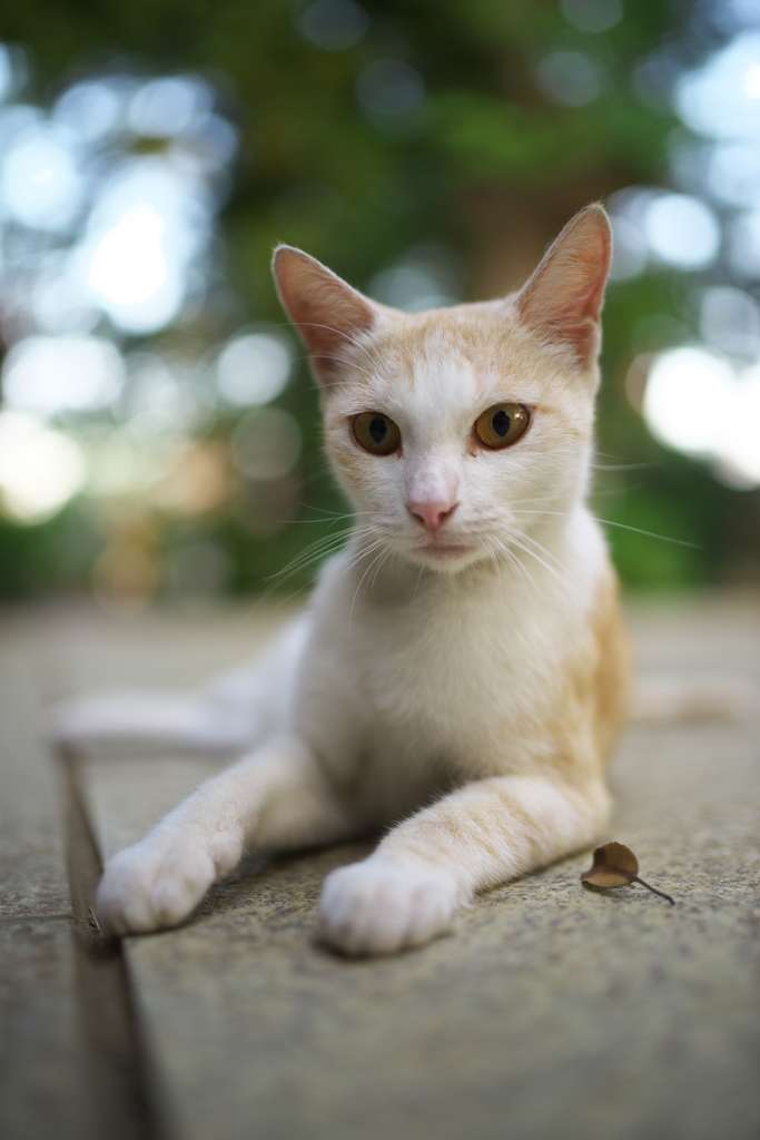 神社猫96
