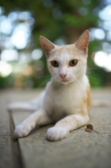 神社猫96
