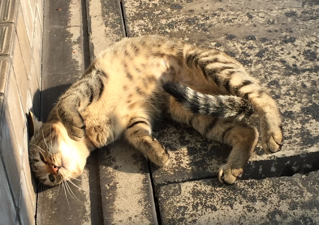通りすがり猫280