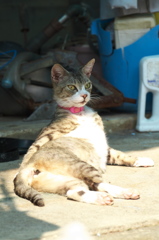 南の島猫29