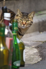 通りすがり猫176